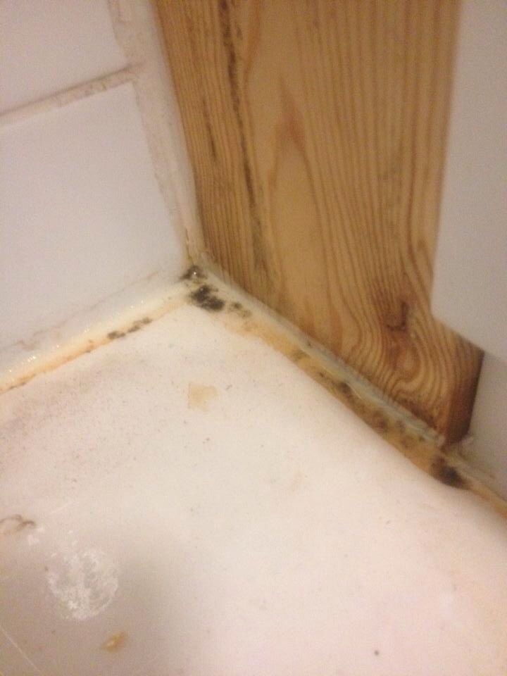 Dry rot